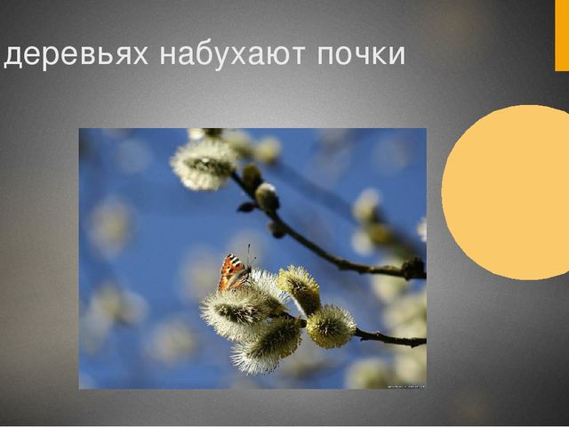 Презентация для средней группы "Здравствуй,весна!"