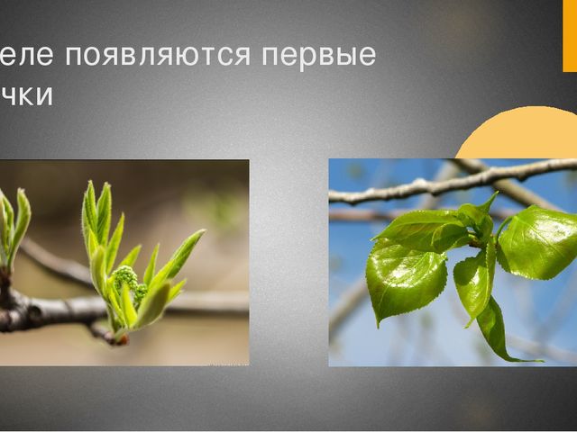 Презентация для средней группы "Здравствуй,весна!"