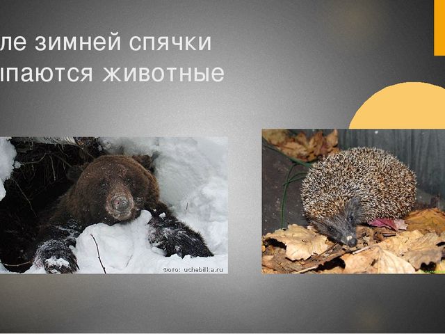 Презентация для средней группы "Здравствуй,весна!"