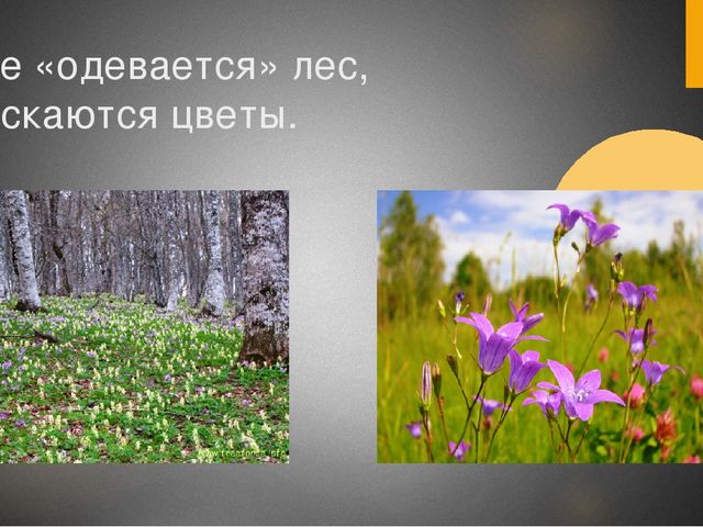 Презентация для средней группы "Здравствуй,весна!"