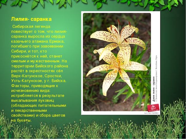 Презентация "Красная книга Алтайского края"