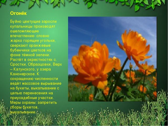 Презентация "Красная книга Алтайского края"