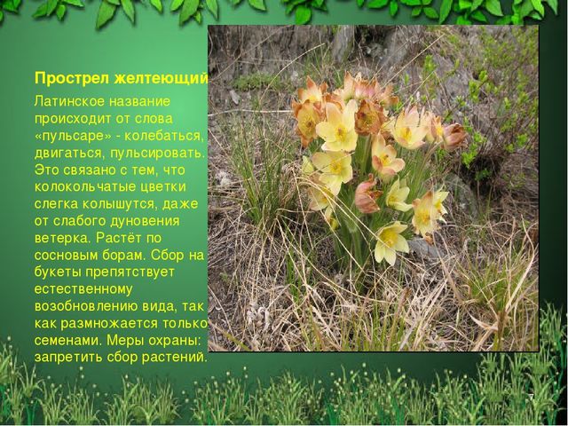 Презентация "Красная книга Алтайского края"