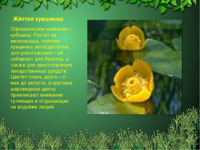 Презентация "Красная книга Алтайского края"