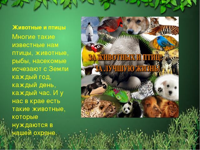 Презентация "Красная книга Алтайского края"