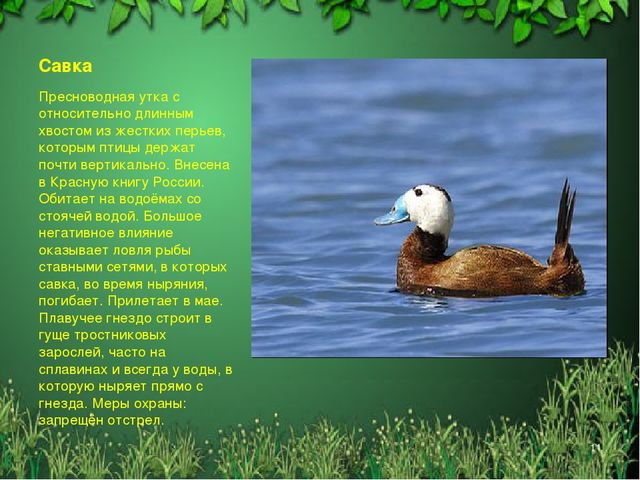 Презентация "Красная книга Алтайского края"