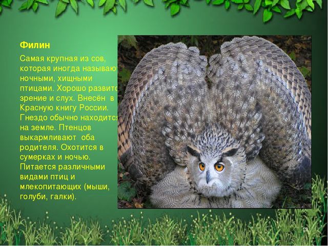 Презентация "Красная книга Алтайского края"