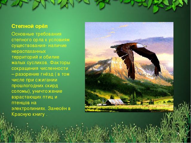 Презентация "Красная книга Алтайского края"
