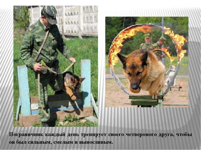 Презентация «С верным другом на границе»