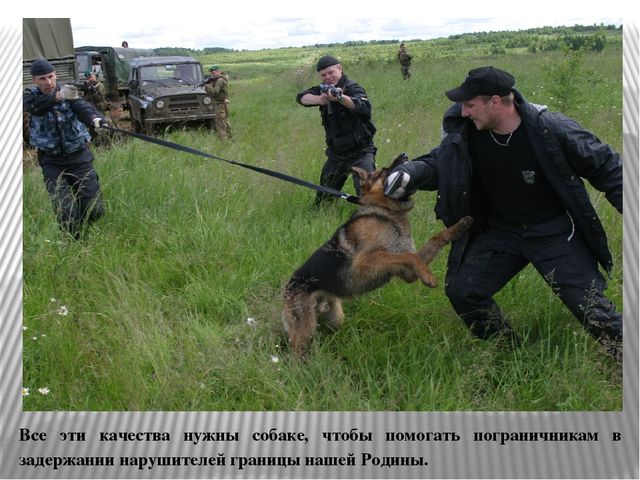 Презентация «С верным другом на границе»