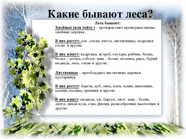 Презентация на тему: "ЖИЗНЬ ЛЕСА" старший дошкольный возраст