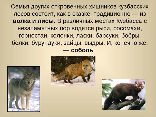 Презентация для лектория в краеведческом музее "Самое интересное о природе Кузбасса"