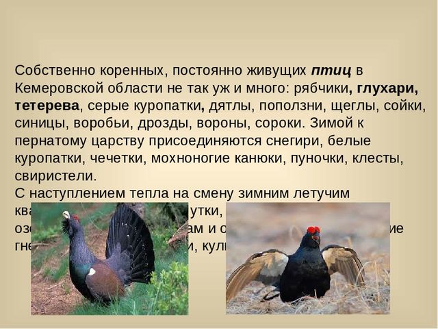 Птицы кемеровской области фото с названиями и описанием