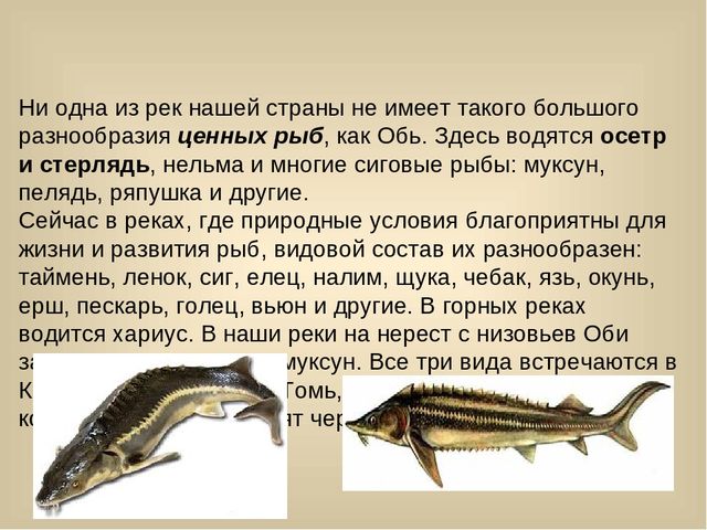 Презентация для лектория в краеведческом музее "Самое интересное о природе Кузбасса"