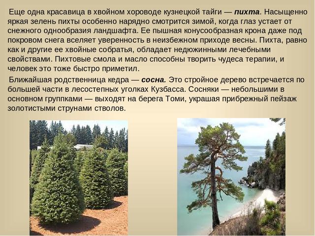 Презентация для лектория в краеведческом музее "Самое интересное о природе Кузбасса"