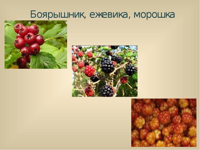 Презентация для лектория в краеведческом музее "Самое интересное о природе Кузбасса"