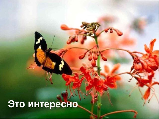 Презентация для лектория в краеведческом музее "Самое интересное о природе Кузбасса"