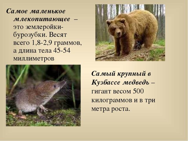 Презентация для лектория в краеведческом музее "Самое интересное о природе Кузбасса"