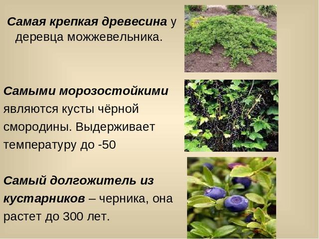 Презентация для лектория в краеведческом музее "Самое интересное о природе Кузбасса"