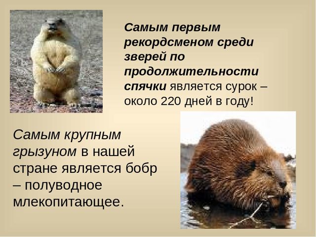 Презентация для лектория в краеведческом музее "Самое интересное о природе Кузбасса"