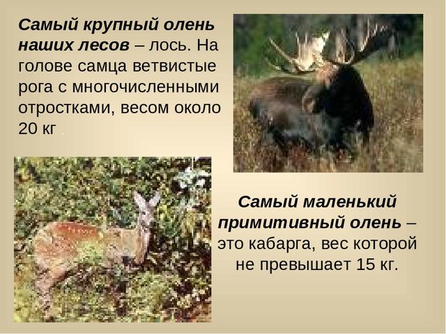 Презентация для лектория в краеведческом музее "Самое интересное о природе Кузбасса"