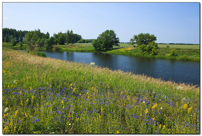 Курская природа. Курск природа. Природа Курской области Курской области. Природа города Курска. Луга Курской области.