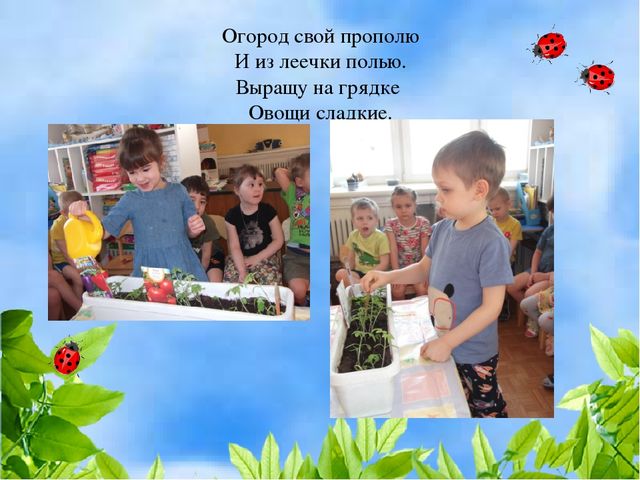 Чудо огород на окошке растет