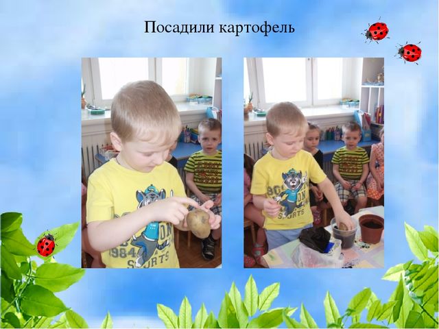 Чудо огород на окошке растет