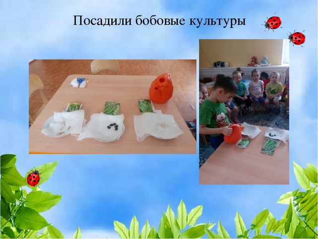 Чудо огород на окошке растет