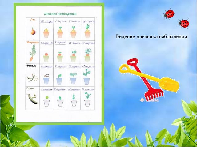 Чудо огород на окошке растет