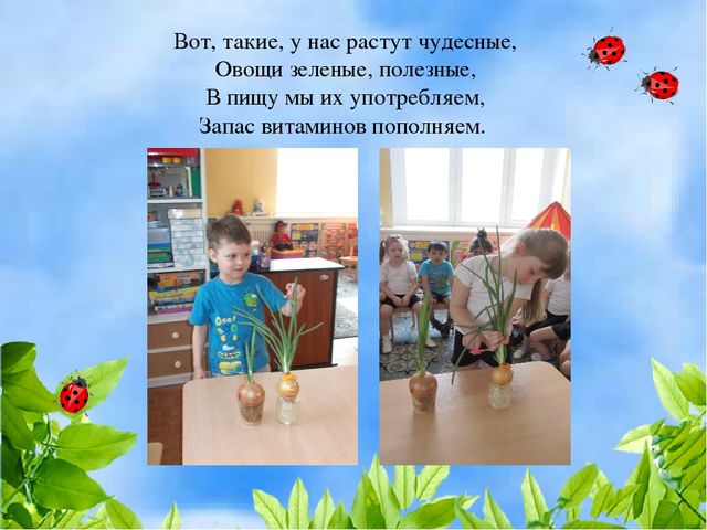 Чудо огород на окошке растет