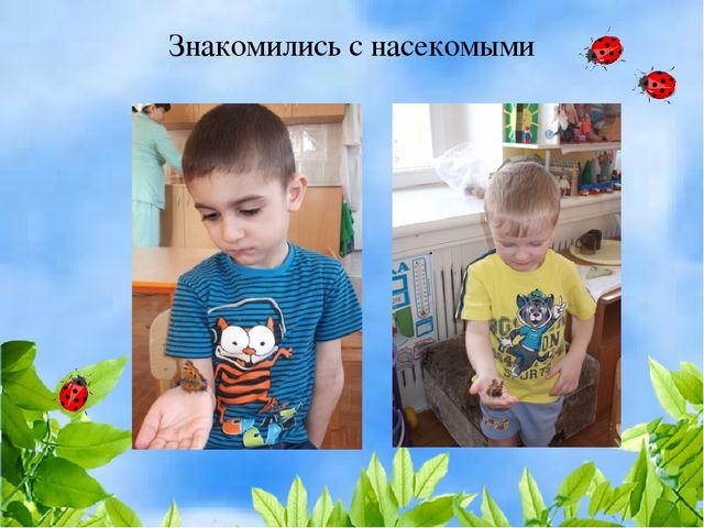 Чудо огород на окошке растет
