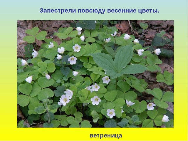 Презентация для дошкольников "В гости к весне"