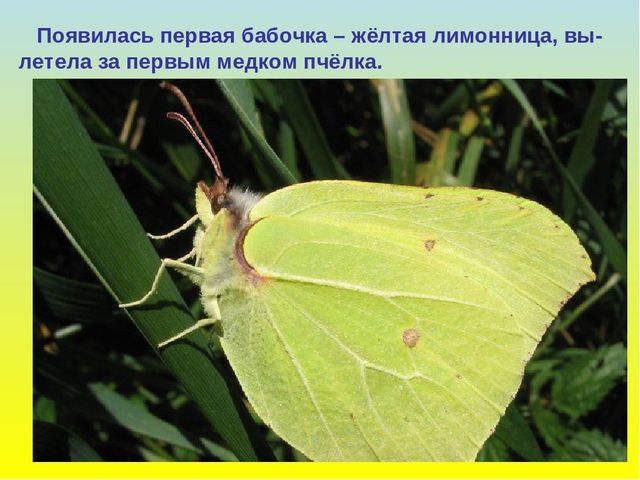 Презентация для дошкольников "В гости к весне"