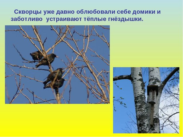Презентация для дошкольников "В гости к весне"