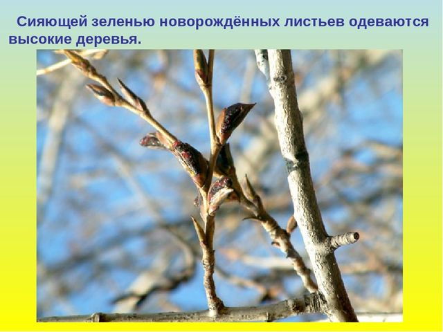 Презентация для дошкольников "В гости к весне"