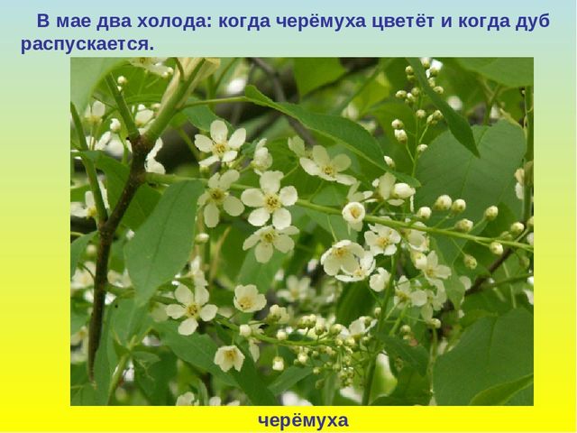 Презентация для дошкольников "В гости к весне"