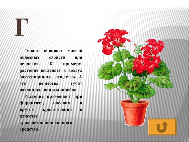 Презентация по развитию речи Азбука - растительный мир