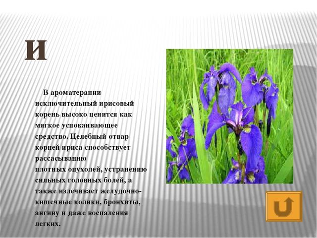 Презентация по развитию речи Азбука - растительный мир