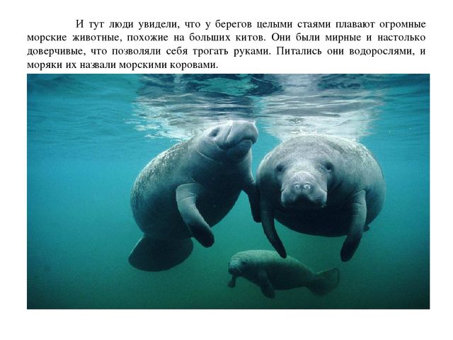 Презентация по окружающему миру "Морские коровы"