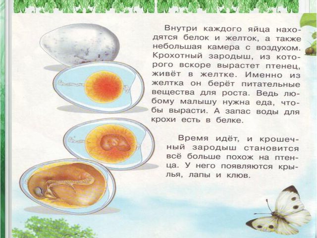 Презентация по познавательному развитию дошкольников "Как появилась птица"