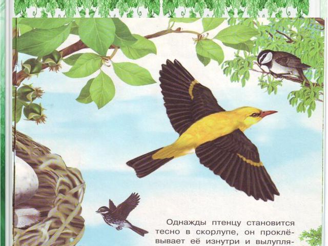Презентация по познавательному развитию дошкольников "Как появилась птица"
