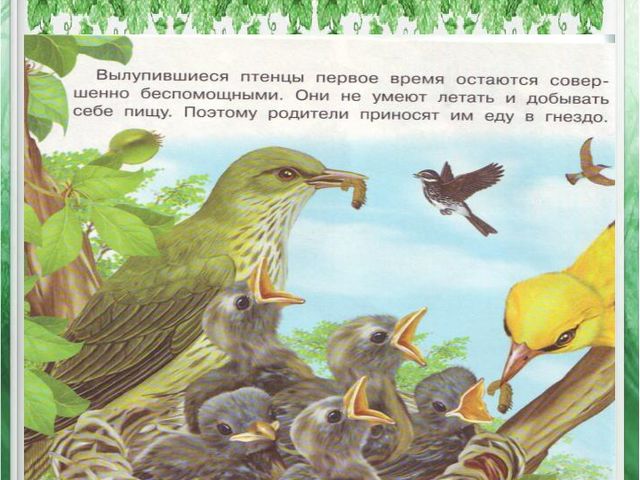 Презентация по познавательному развитию дошкольников "Как появилась птица"