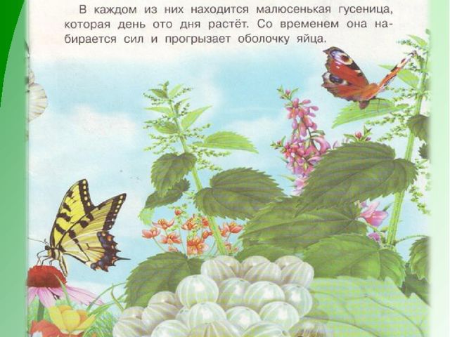 Презентация по экологическому воспитанию дошкольников "Как появилась бабочка"