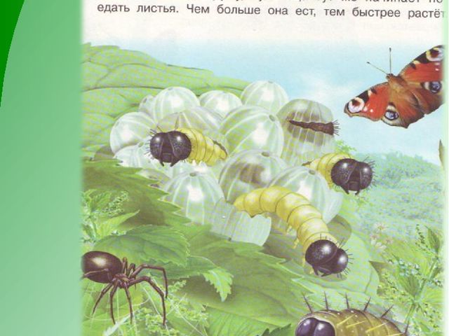 Презентация по экологическому воспитанию дошкольников "Как появилась бабочка"