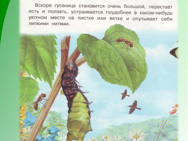 Презентация по экологическому воспитанию дошкольников "Как появилась бабочка"
