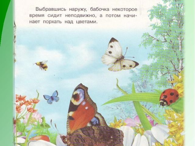 Презентация по экологическому воспитанию дошкольников "Как появилась бабочка"