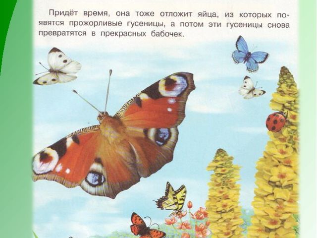 Презентация по экологическому воспитанию дошкольников "Как появилась бабочка"