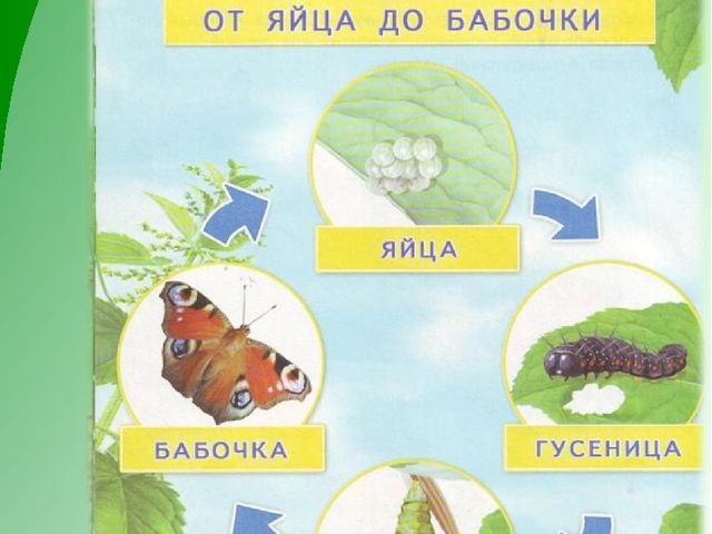 Презентация по экологическому воспитанию дошкольников "Как появилась бабочка"