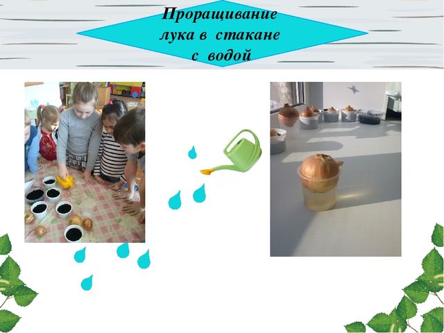 Презентация проекта. Лук здоровью друг.